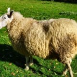 Le canton du Valais demande aux éleveurs d'enregistrer correctement leurs animaux.